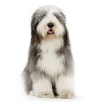 large_bearded-collie-0-636246616472552981.jpg