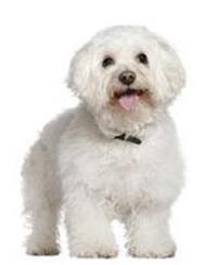 large_bichon-a-poil-frise-0-636246618168933981.jpg