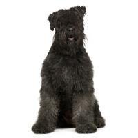 large_bouvier-des-flandres-0-636246619320735981.jpg