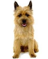 large_cairn-terrier-0-636246621847333981.jpg