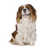 large_cavalier-king-charles-spaniel-0-636246622023679981.jpg