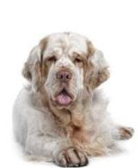 large_clumber-spaniel-0-636246623024655122.jpg