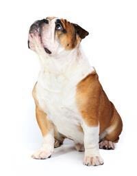 large_englische-bulldogge-0-636246620802638981.jpg