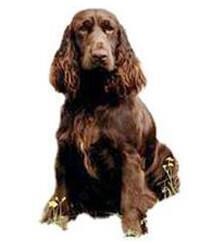 large_field-spaniel-0-636246629379511981.jpg