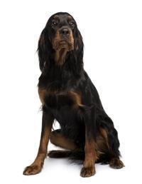 large_gordon-setter-0-636246633641979981.jpg