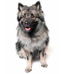 large_keeshond-0-636246640542823981.jpg