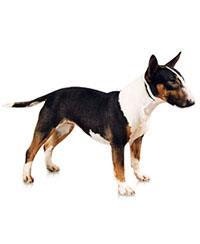 large_miniature-bull-terrier-0-636246646908912981.jpg