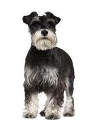 large_schnauzer-0-636246653794634981.jpg