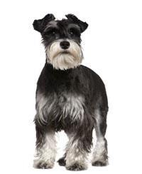 large_zwergschnauzer-0-636246658402359981.jpg