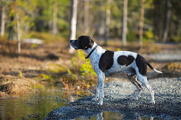 Schwarzer und weißer Pointer im sonnigen Wald stehend.