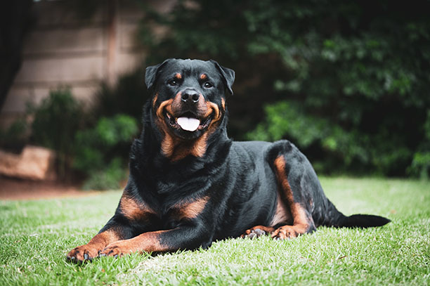 Rottweiler-Hunderasse auf dem Gras sitzend