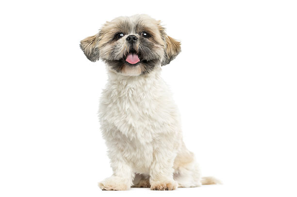Shih Tzu Hunderasse