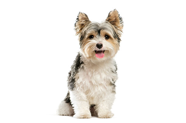 Yorkshire Terrier Hunderasse